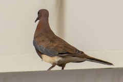 Streptopelia senegalensis