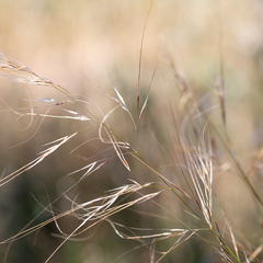 Austrostipa eremophila