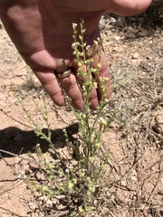 Lappula occidentalis occidentalis