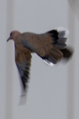 Streptopelia senegalensis