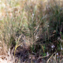 Austrostipa eremophila