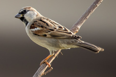 Passer domesticus