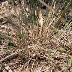 Austrostipa eremophila