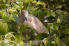 Streptopelia decaocto