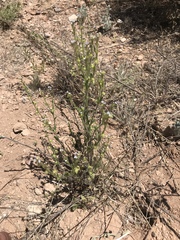 Lappula occidentalis occidentalis