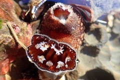 Zirfaea