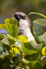 Passer domesticus