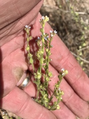 Lappula occidentalis occidentalis