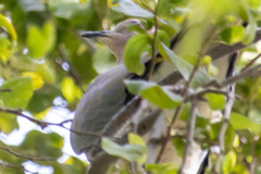 Streptopelia decaocto