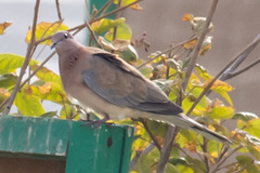 Streptopelia senegalensis