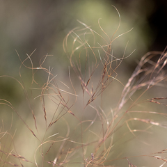 Austrostipa acrociliata