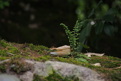 Asplenium incisum