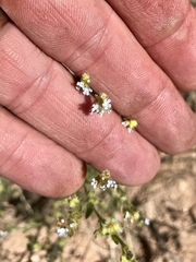 Lappula occidentalis occidentalis
