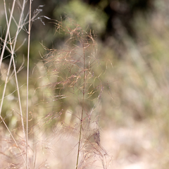 Austrostipa acrociliata
