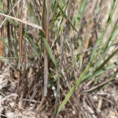 Austrostipa acrociliata