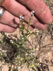 Lappula occidentalis occidentalis