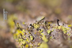 Chaenothecopsis consociata
