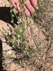 Lappula occidentalis occidentalis