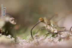 Chaenotheca gracilenta