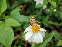 Eristalinus quinquestriatus