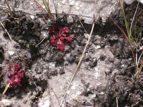 Drosera burkeana