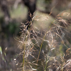 Austrostipa flavescens