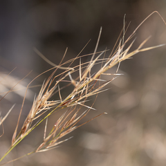 Austrostipa flavescens