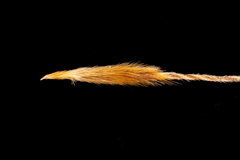 Austrostipa flavescens