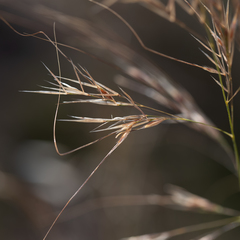 Austrostipa flavescens