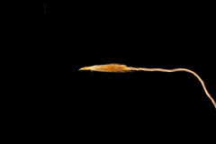 Austrostipa flavescens