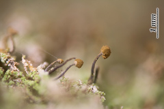 Chaenotheca gracilenta