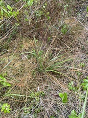 Xerophyllum tenax