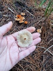 Marasmius elegans