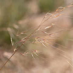 Austrostipa flavescens