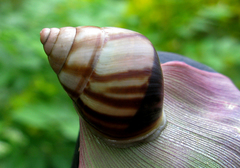 Amphidromus perversus