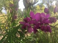 Polygala virgata
