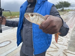 Hydrocynus vittatus