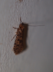Archyala terranea