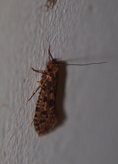 Archyala terranea