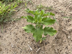 Acanthospermum hispidum