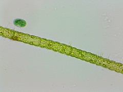 Oedogonium undulatum