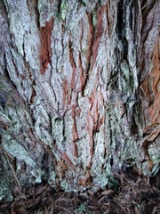 Chaenotheca gracilenta