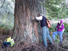 Chaenotheca gracilenta