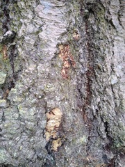 Chaenothecopsis consociata