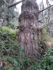 Chaenothecopsis consociata