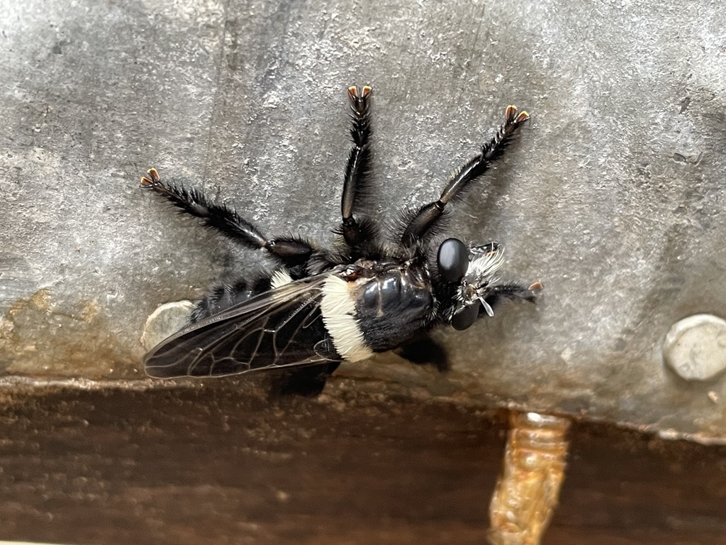 Hyperechia bifasciata