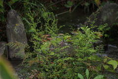Onychium japonicum