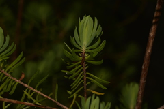 Darwinia procera