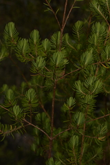 Darwinia procera
