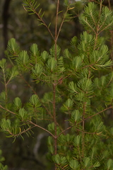 Darwinia procera